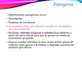 Determinantes patogénicas como:
• Glucolípidos
• Proteínas de membrana
En humanos existe una reacción cruzada con los tejidos y
con otras bacterias
Necesitan esteroles exógenos o colesterol que obtienen a
partir del suero animal para que se genere un medio de
crecimiento apropiado.
Algunos pueden hidrolizar la urea, oxidar ácidos grasos de
cadenas cortas gracias a β-oxidasa o degradar azucares por
procesos glucolíticos.
 