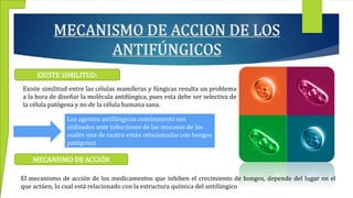 MECANISMO DE ACCION DE LOS
ANTIFÚNGICOS
Existe similitud entre las células mamíferas y fúngicas resulta un problema
a la hora de diseñar la molécula antifúngica, pues esta debe ser selectiva de
la célula patógena y no de la célula humana sana.
EXISTE SIMILITUD:
Los agentes antifúngicos comúnmente son
utilizados ante infecciones de las mucosas de las
cuales una de cuatro están relacionadas con hongos
patógenos
MECANISMO DE ACCIÓN
El mecanismo de acción de los medicamentos que inhiben el crecimiento de hongos, depende del lugar en el
que actúen, lo cual está relacionado con la estructura química del antifúngico
 