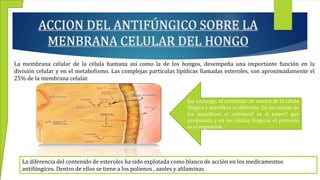 ACCION DEL ANTIFÚNGICO SOBRE LA
MENBRANA CELULAR DEL HONGO
La diferencia del contenido de esteroles ha sido explotada como blanco de acción en los medicamentos
antifúngicos. Dentro de ellos se tiene a los polienos , azoles y alilaminas.
La membrana celular de la célula humana así como la de los hongos, desempeña una importante función en la
división celular y en el metabolismo. Las complejas partículas lipídicas llamadas esteroles, son aproximadamente el
25% de la membrana celular.
Sin embargo, el contenido de esterol de la célula
fúngica y mamífera es diferente. En las células de
los mamíferos el colesterol es el esterol que
predomina y en las células fúngicas el primario
es el ergosterol
 