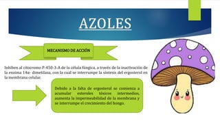 MECANISMO DE ACCIÓN
Inhiben al citocromo P-450-3-A de la célula fúngica, a través de la inactivación de
la enzima 14α- dimetilasa, con la cual se interrumpe la síntesis del ergosterol en
la membrana celular.
Debido a la falta de ergosterol se comienza a
acumular esteroles tóxicos intermedios,
aumenta la impermeabilidad de la membrana y
se interrumpe el crecimiento del hongo.
 