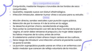 Ojo y conjuntiva ocular
● Conjuntivitis, mediante hisopos o torundas de los fondos de saco
conjuntivales.
● Queratitis, raspado suave con bisturí oftalmológico.
● Infección intraocular, obtener humor vítreo o acuoso para su estudio.
Orina
● Micción directa, sondas vesicales o por punción supra púbica.
● Retención de por lo menos 4 h de la orina en la vejiga.
● Se desecha el primer chorro, recolectando el segundo.
● Para evitar la contaminación con MO de la flora normal de la piel y
vagina, el varón debe retraerse el prepucio y la mujer debe separar
los labios mayores de la vulva, antes de orinar.
● El cateterismo uretral si bien ofrece mayor certeza en los cultivos,
tiene riesgo de introducir una infección urinaria al paciente cuando
se pone la sonda.
● La punción suprapúbica puede usarse en niños o en enfermos con
lesión medular que carecen de reflejo voluntario de la micción.
 