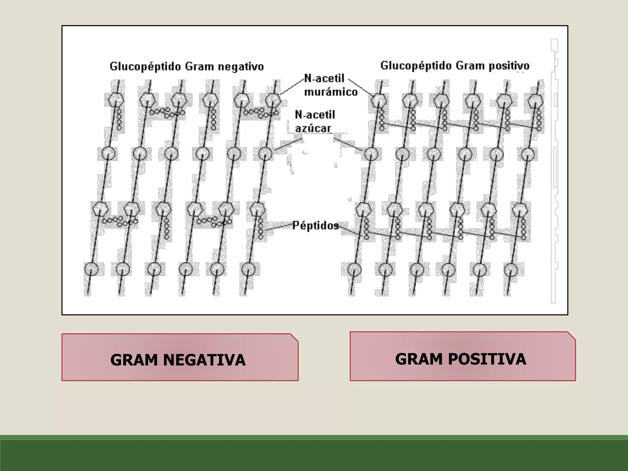 BIOSÍNTESIS DE PEPTIDOGLUCANO PPT