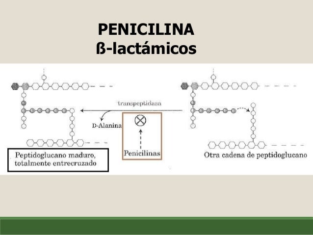 BIOSÍNTESIS DE PEPTIDOGLUCANO