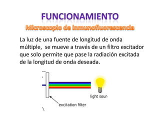 La luz de una fuente de longitud de onda
múltiple, se mueve a través de un filtro excitador
que solo permite que pase la radiación excitada
de la longitud de onda deseada.
 
