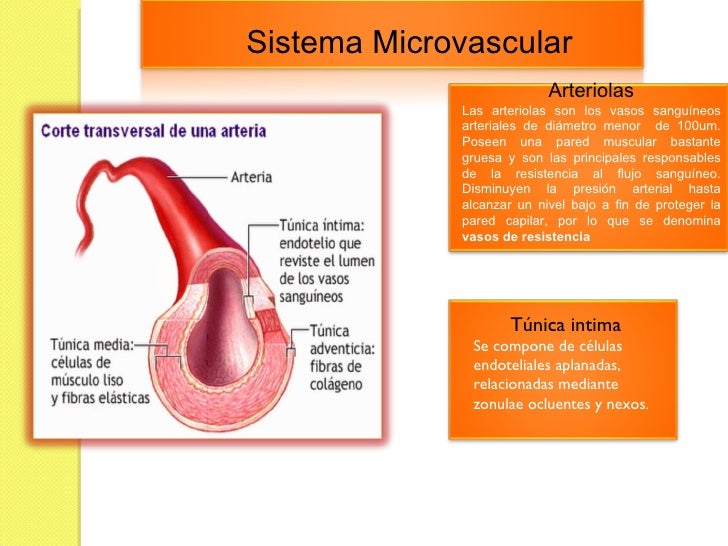 Expo Microvascular Expo Microvascular