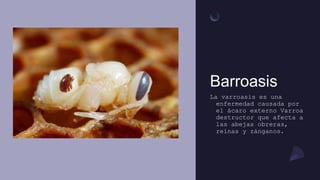 Barroasis
La varroasis es una
enfermedad causada por
el ácaro externo Varroa
destructor que afecta a
las abejas obreras,
reinas y zánganos.
 
