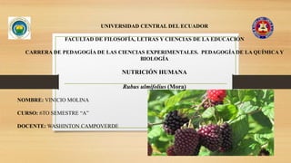 UNIVERSIDAD CENTRAL DEL ECUADOR
FACULTAD DE FILOSOFÍA, LETRAS Y CIENCIAS DE LA EDUCACIÓN
CARRERA DE PEDAGOGÍA DE LAS CIENCIAS EXPERIMENTALES. PEDAGOGÍA DE LA QUÍMICA Y
BIOLOGÍA
NUTRICIÓN HUMANA
Rubus ulmifolius (Mora)
NOMBRE: VINICIO MOLINA
CURSO: 6TO SEMESTRE “A”
DOCENTE: WASHINTON CAMPOVERDE
 