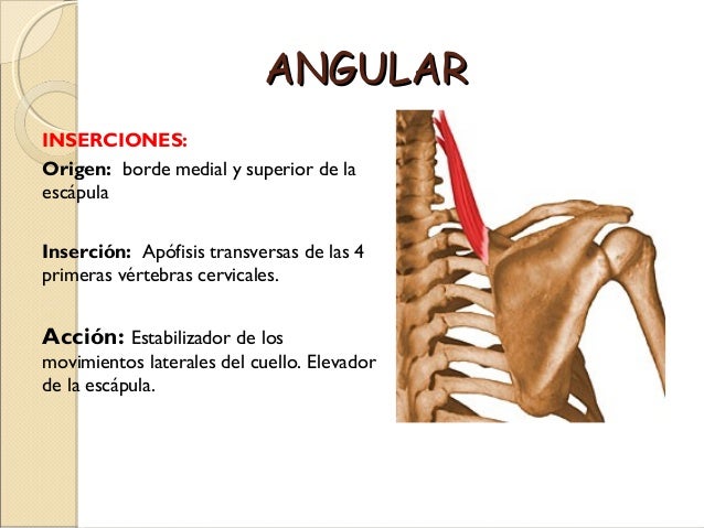 region de la nuca y cuello