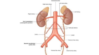 IRRIGACIÓN:
DRENAJE VENOSO:
DRENAJE LINFÁTICO:
 