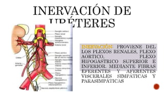 INERVACIÓN:
 