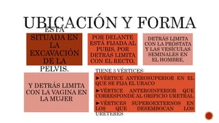 ESTÁ
SITUADA EN
LA
EXCAVACIÓN
DE LA
PELVIS.
POR DELANTE
ESTÁ FIJADA AL
PUBIS, POR
DETRÁS LIMITA
CON EL RECTO,
DETRÁS LIMITA
CON LA PRÓSTATA
Y LAS VESÍCULAS
SEMINALES EN
EL HOMBRE,
Y DETRÁS LIMITA
CON LA VAGINA EN
LA MUJER
TIENE 3 VÉRTICES:
►VÉRTICE ANTEROSUPERIOR EN EL
QUE SE FIJA EL URACO
►VÉRTICE ANTEROINFERIOR QUE
CORRESPONDE AL ORIFICIO URETRAL
►VÉRTICES SUPEROEXTERNOS EN
LOS QUE DESEMBOCAN LOS
URÉTERES
 