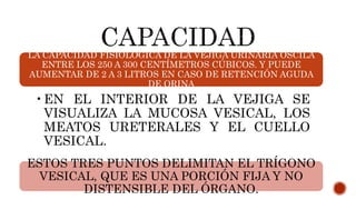 LA CAPACIDAD FISIOLÓGICA DE LA VEJIGA URINARIA OSCILA
ENTRE LOS 250 A 300 CENTÍMETROS CÚBICOS. Y PUEDE
AUMENTAR DE 2 A 3 LITROS EN CASO DE RETENCIÓN AGUDA
DE ORINA
•EN EL INTERIOR DE LA VEJIGA SE
VISUALIZA LA MUCOSA VESICAL, LOS
MEATOS URETERALES Y EL CUELLO
VESICAL.
ESTOS TRES PUNTOS DELIMITAN EL TRÍGONO
VESICAL, QUE ES UNA PORCIÓN FIJA Y NO
DISTENSIBLE DEL ÓRGANO.
 