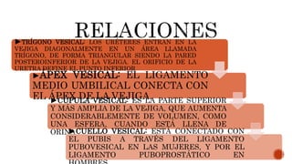 ►TRÍGONO VESICAL: LOS URÉTERES ENTRAN EN LA
VEJIGA DIAGONALMENTE EN UN ÁREA LLAMADA
TRÍGONO, DE FORMA TRIANGULAR SIENDO LA PARED
POSTEROINFERIOR DE LA VEJIGA. EL ORIFICIO DE LA
URETRA DEFINE EL PUNTO INFERIOR
►ÁPEX VESICAL: EL LIGAMENTO
MEDIO UMBILICAL CONECTA CON
EL ÁPEX DE LA VEJIGA.►CÚPULA VESICAL: ES LA PARTE SUPERIOR
Y MÁS AMPLIA DE LA VEJIGA, QUE AUMENTA
CONSIDERABLEMENTE DE VOLUMEN, COMO
UNA ESFERA, CUANDO ESTÁ LLENA DE
ORINA.►CUELLO VESICAL: ESTÁ CONECTADO CON
EL PUBIS A TRAVÉS DEL LIGAMENTO
PUBOVESICAL EN LAS MUJERES, Y POR EL
LIGAMENTO PUBOPROSTÁTICO EN
 