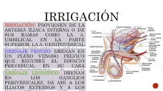 IRRIGACIÓN:
DRENAJE VENOSO:
DRENAJE LINFÁTICO:
 