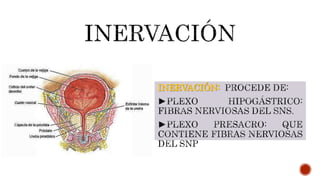 INERVACIÓN:
 