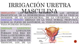 IRRIGACIÓN:
DRENAJE VENOSO:
DRENAJE LINFÁTICO:
 
