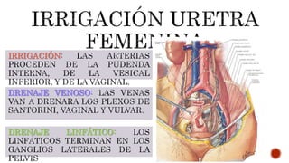 IRRIGACIÓN:
DRENAJE VENOSO:
DRENAJE LINFÁTICO:
 
