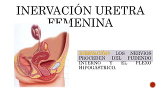 INERVACIÓN:
 