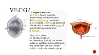 La vejiga urinaria es
un órgano hueco músculo-
membranoso que forma parte
del tracto urinario y que recibe
la orina de los uréteres, la almacena
y la expulsa a través de la uretra al
exterior del cuerpo durante
la micción.
Interior de la vejiga.
En griego, vejiga se
escribe κύστις [cistos], por lo que
todas las palabras que se refieren a
ella comienzan con cist-, como
cistitis, cistotomía, cistoscopia, et
 