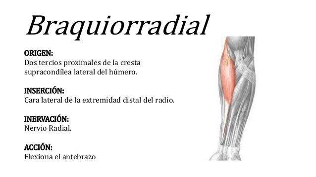 Expo morfo musculos.