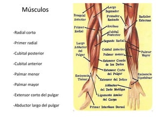 Anatomía Muñeca | PPT