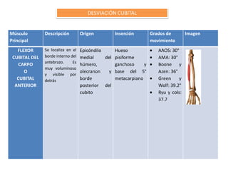 DESVIACIÓN CUBITAL


Músculo        Descripción         Origen         Inserción        Grados de        Imagen
Principal                                                          movimiento
   FLEXOR      Se localiza en el   Epicóndilo     Hueso               AAOS: 30°
 CUBITAL DEL   borde interno del   medial     del pisiforme           AMA: 30°
               antebrazo.     Es
    CARPO                          húmero,        ganchoso     y      Boone y
               muy voluminoso
      O                            olecranon    y base del 5°         Azen: 36°
               y visible por
   CUBITAL     detrás              borde          metacarpiano        Green     y
  ANTERIOR                         posterior del                      Wolf: 39.2°
                                   cubito                             Ryu y cols:
                                                                      37.7
 