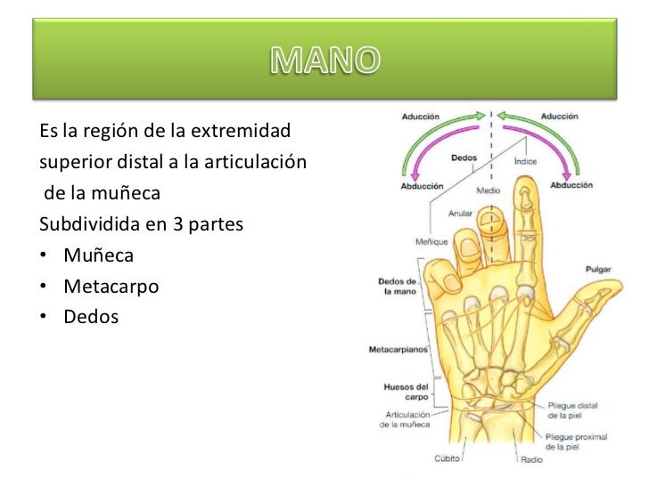 Anatomía Muñeca
