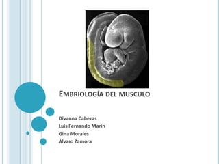 Embriología del musculo Divanna Cabezas Luis Fernando Marín Gina Morales Álvaro Zamora 