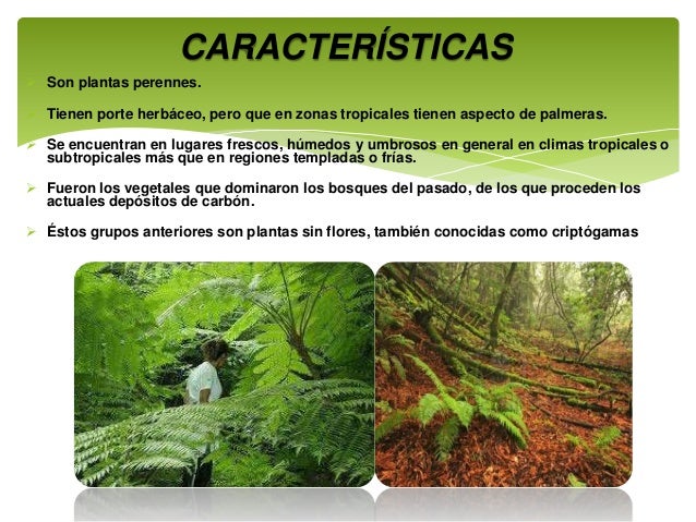 musgos, hepáticas y helechos musgos, hepáticas y helechos