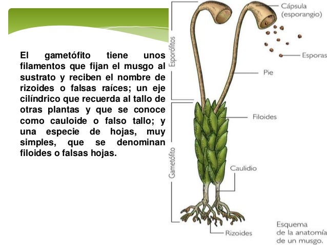 musgos, hepáticas y helechos musgos, hepáticas y helechos