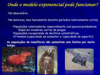 Onde o modelo exponencial pode funcionar?

•No laboratório.

•Na natureza, mas tipicamente durante períodos relativamente curtos.

   •Populações colonizadoras, especialmente com poucos predadores.
       •Espécies invasoras, surtos de pragas
   •Populações recuperando de declínios catastróficos.
   •O Homem (capacidade de aumentar a ‘capacidade de suporte’).
As populações de mamíferos não aumentam sem limites por muito
tempo.
 