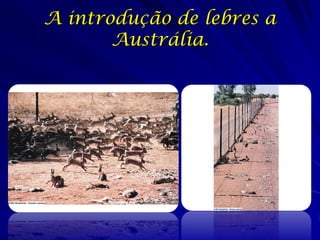 A introdução de lebres a
       Austrália.
 
