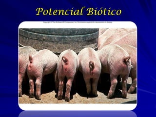 Potencial Biótico
 