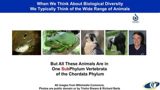 When We Think About Biological Diversity 
We Typically Think of the Wide Range of Animals 
But All These Animals Are in 
One SubPhylum Vertebrata 
of the Chordata Phylum 
All images from Wikimedia Commons. 
Photos are public domain or by Trisha Shears & Richard Bartz 
 