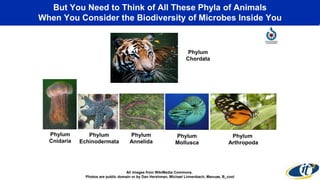 But You Need to Think of All These Phyla of Animals 
When You Consider the Biodiversity of Microbes Inside You 
Phylum 
Annelida 
All images from WikiMedia Commons. 
Phylum 
Echinodermata 
Photos are public domain or by Dan Hershman, Michael Linnenbach, Manuae, B_cool 
Phylum 
Cnidaria 
Phylum 
Mollusca 
Phylum 
Arthropoda 
Phylum 
Chordata 
 