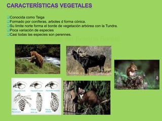 Conocida como Taiga
Formado por coníferas, arboles d forma cónica.
Su limite norte forma el borde de vegetación arbórea con la Tundra.
Poca variación de especies
Casi todas las especies son perennes.
Animales del Bosque Boreal
 
