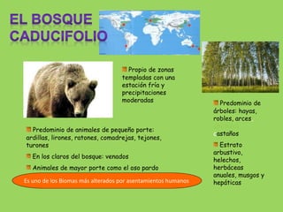 Propio de zonas
templadas con una
estación fría y
precipitaciones
moderadas Predominio de
árboles: hayas,
robles, arces,
abedules,
castaños
Estrato
arbustivo,
helechos,
herbáceas
anuales, musgos y
hepáticas
Predominio de animales de pequeño porte:
ardillas, lirones, ratones, comadrejas, tejones,
turones
En los claros del bosque: venados
Animales de mayor porte como el oso pardo
Es uno de los Biomas más alterados por asentamientos humanos
 