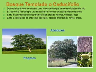  Dominan los arboles de madera dura y hoja ancha que pierden su follaje cada año
 El suelo esta formado por una rica capa de humus y una capa inferior de arcilla
 Entre los animales que encontramos están ardillas, ratones, venados, osos
 Entre la vegetación se encuentra abedules, nogales americanos, hayas, arces.
 