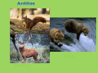 Venado
Osos
 