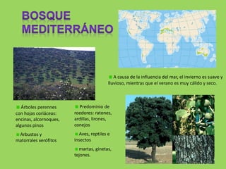A causa de la influencia del mar, el invierno es suave y
lluvioso, mientras que el verano es muy cálido y seco.
Árboles perennes
con hojas coriáceas:
encinas, alcornoques,
algunos pinos
Arbustos y
matorrales xerófitos
Predominio de
roedores: ratones,
ardillas, lirones,
conejos
Aves, reptiles e
insectos
martas, ginetas,
tejones.
 