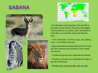 En latitudes intertropicales. Este de África,
en países como Kenia o Tanzania, (Serengeti)
América del Sur, en países como Venezuela o
Colombia; y en muchos países del este de
Asia.
Tres estaciones: una fría y seca, una cálida y
seca, y una cálida y lluviosa.
Agua abundante aproximadamente la mitad
del año, mientras que durante la otra mitad
sea escasa.
Pradera de gramíneas salpicada de árboles.
Muchos animales con capacidad de migrar a
grandes distancias.
Herbívoros más grandes del mundo.
 