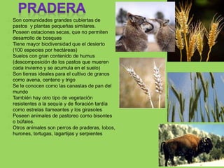  Son comunidades grandes cubiertas de
pastos y plantas pequeñas similares.
 Poseen estaciones secas, que no permiten
desarrollo de bosques
 Tiene mayor biodiversidad que el desierto
(100 especies por hectáreas)
 Suelos con gran contenido de humus
(descomposición de los pastos que mueren
cada invierno y se acumula en el suelo)
 Son tierras ideales para el cultivo de granos
como avena, centeno y trigo
 Se le conocen como las canastas de pan del
mundo
 También hay otro tipo de vegetación
resistentes a la sequía y de floración tardía
como estrelas llameantes y los girasoles
 Poseen animales de pastoreo como bisontes
o búfalos.
 Otros animales son perros de praderas, lobos,
hurones, tortugas, lagartijas y serpientes
 