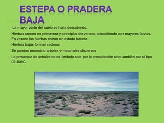 Características vegetales:
 La mayor parte del suelo se halla descubierto.
 Hierbas crecen en primavera y principios de verano, coincidiendo con mayores lluvias.
 En verano las hierbas entran en estado latente.
 Hierbas bajas forman racimos
 Se pueden encontrar arboles y matorrales dispersos
 La presencia de arboles no es limitada solo por la precipitación sino también por el tipo
de suelo.
 