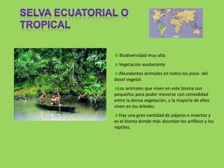 Biodiversidad muy alta
Vegetación exuberante
Abundantes animales en todos los pisos del
dosel vegetal.
Los animales que viven en este bioma son
pequeños para poder moverse con comodidad
entre la densa vegetación, y la mayoría de ellos
viven en los árboles.
Hay una gran cantidad de pájaros e insectos y
es el bioma donde más abundan los anfibios y los
reptiles.
 