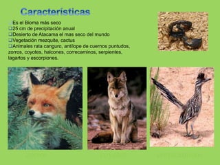 Es el Bioma más seco
25 cm de precipitación anual
Desierto de Atacama el mas seco del mundo
Vegetación mezquite, cactus
Animales rata canguro, antílope de cuernos puntudos,
zorros, coyotes, halcones, correcaminos, serpientes,
lagartos y escorpiones.
zorros coyotes correcaminos
 