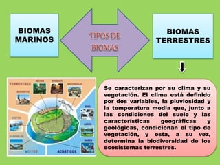 BIOMAS
MARINOS
BIOMAS
TERRESTRES
Se caracterizan por su clima y su
vegetación. El clima está definido
por dos variables, la pluviosidad y
la temperatura media que, junto a
las condiciones del suelo y las
características geográficas y
geológicas, condicionan el tipo de
vegetación, y esta, a su vez,
determina la biodiversidad de los
ecosistemas terrestres.
 