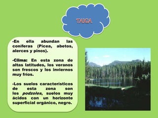 -En ella abundan las
coníferas (Picea, abetos,
alerces y pinos).
-Clima: En esta zona de
altas latitudes, los veranos
son frescos y los inviernos
muy fríos.
-Los suelos característicos
de esta zona son
los podzoles, suelos muy
ácidos con un horizonte
superficial orgánico, negro.
 