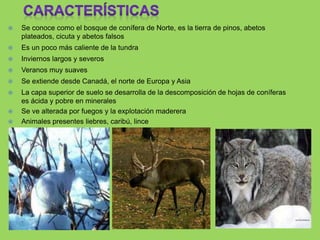  Se conoce como el bosque de conífera de Norte, es la tierra de pinos, abetos
plateados, cicuta y abetos falsos
 Es un poco más caliente de la tundra
 Inviernos largos y severos
 Veranos muy suaves
 Se extiende desde Canadá, el norte de Europa y Asia
 La capa superior de suelo se desarrolla de la descomposición de hojas de coníferas
es ácida y pobre en minerales
 Se ve alterada por fuegos y la explotación maderera
 Animales presentes liebres, caribú, lince
 