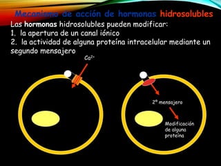 Mecanismo de acción de hormonas hidrosolubles
Las hormonas hidrosolubles pueden modificar:
1. la apertura de un canal iónico
2. la actividad de alguna proteína intracelular mediante un
segundo mensajero
2º mensajero
Modificación
de alguna
proteína
Ca2+
 
