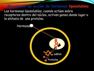 Mecanismo de acción de hormonas liposolubles
Las hormonas liposolubles, cuando actúan sobre
receptores dentro del núcleo, activan genes dando lugar a
la síntesis de una proteína.
Hormona
Gen
Proteína
mRNA
 